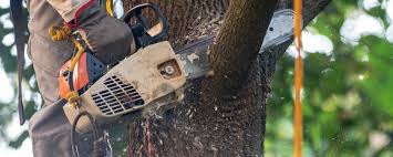 Best Tree Health Inspection  in Palo Alto, CA