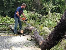 Best Tree Mulching  in Palo Alto, CA
