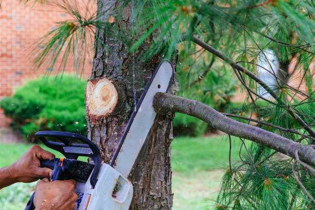 Best Tree Disease Treatment  in Palo Alto, CA